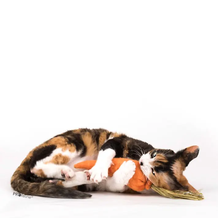 Sista chansen DreamCat Handmade- Carrot