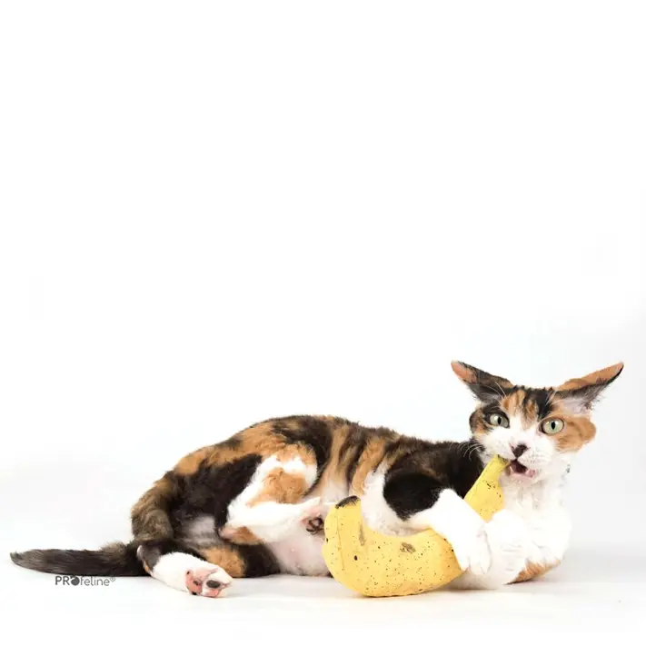 DreamCat Handmade - Banana Rabatter