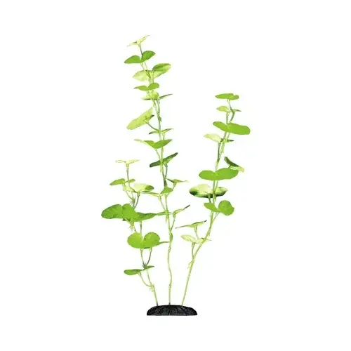 Sidenväxt Hydrocotyle 15cm I lager