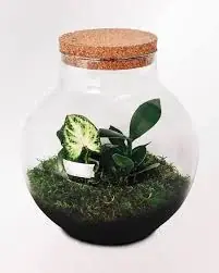 Sista chansen Botanicly Flaskträdgård Set – Ekosystem i Glas