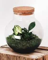 Botanicly Flaskträdgård Set – Glasekosystem Endast denna vecka