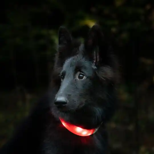 Expressleverans Basic Wide LED-halsband Orange