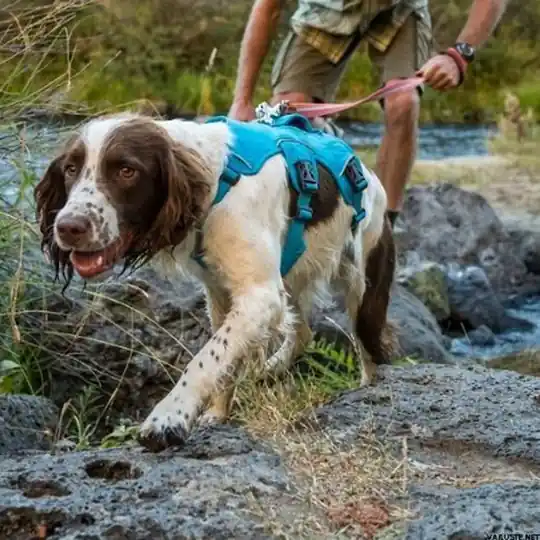 RuffWear Web Master Hundsele Blå (XXS) Endast idag