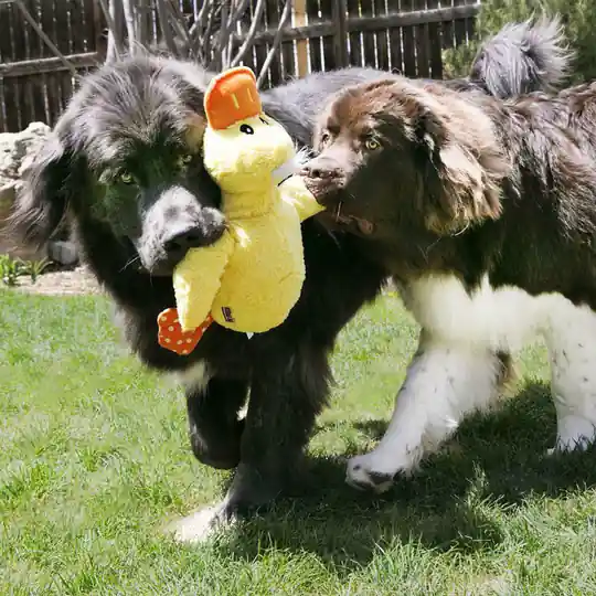 prisnedsättning KONG Jumbo XL Duck Hundleksak - Jumbo XL Duck