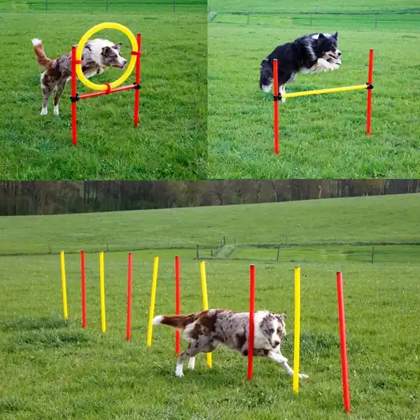 Agility-set med slalompinnar, hoppring och hinder Beställ idag